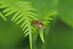 Parhelophilus laetus
