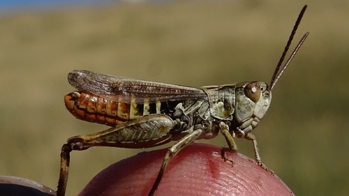 Orange-tipped Grasshopper