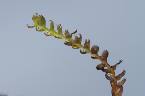 Gymnocolea inflata, 2026-09-24