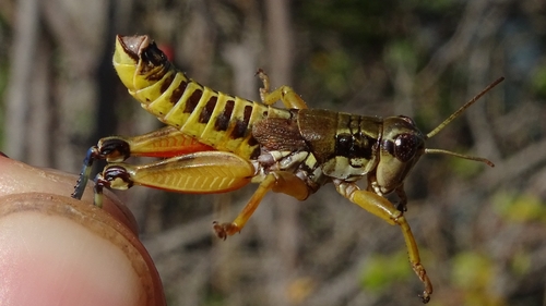 Common Mountain Grasshopper