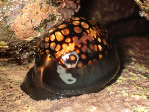 Mauritia mauritiana observed 2026-09-28