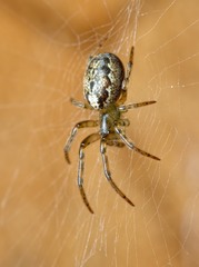 Zygiella montana