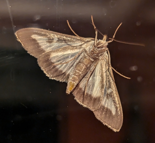 Box Tree Moth