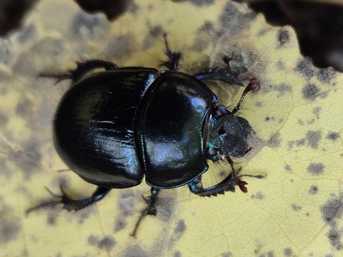 Woodland Dor Beetle