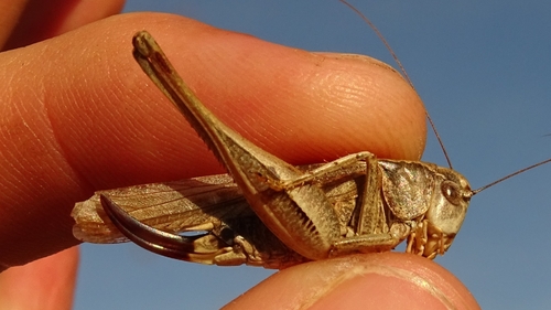 Jersey Bush-cricket
