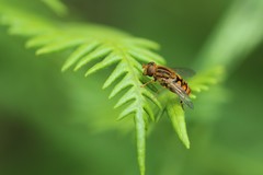 Parhelophilus laetus