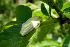 Heterixalus madagascariensis