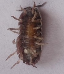 Armadillidium vulgare