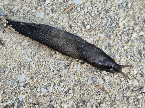Ash-black Slug