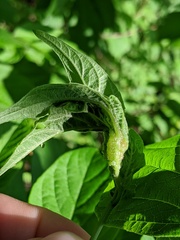 Contarinia negundinis