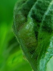 Contarinia negundinis