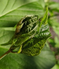 Contarinia negundinis