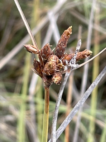 Fimbristylis ferruginea observed 2026-09-10