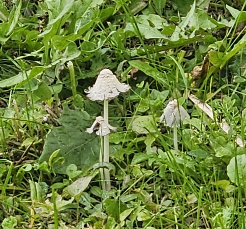 Shaggy Mane