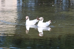 Chroicocephalus ridibundus