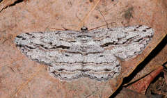 Scioglyptis loxographa