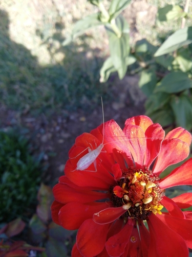 Italian Tree Cricket