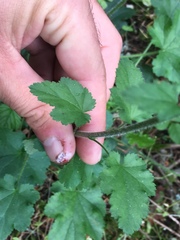 Heuchera micrantha diversifolia