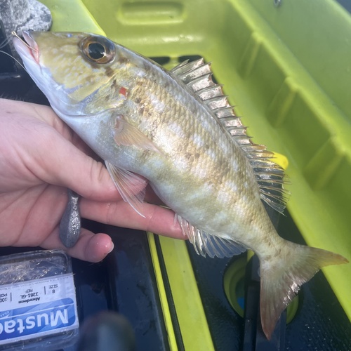 Lethrinus rubrioperculatus observed 2026-09-26