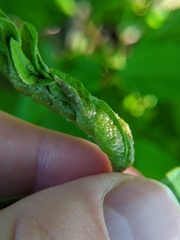 Contarinia negundinis