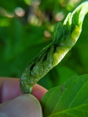 Contarinia negundinis