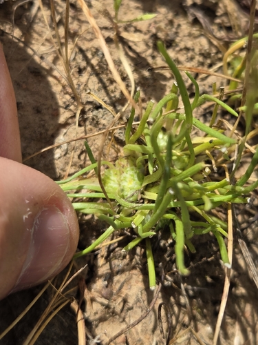 Isoetopsis graminifolia observed 2026-09-27