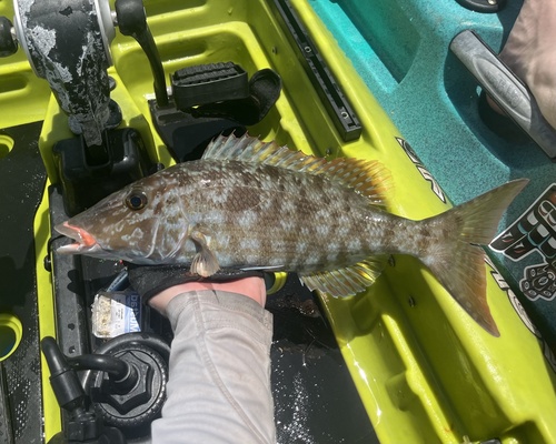 Lethrinus olivaceus observed 2026-09-26