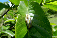 Heterixalus madagascariensis