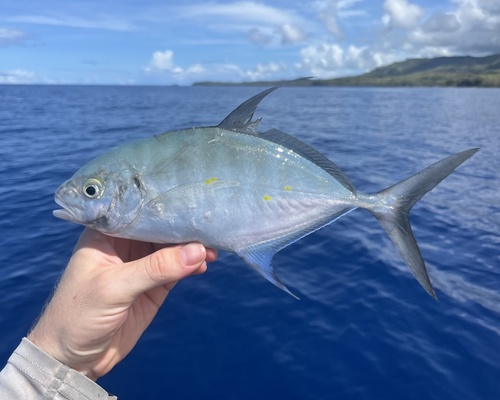 Carangoides orthogrammus observed 2026-09-26