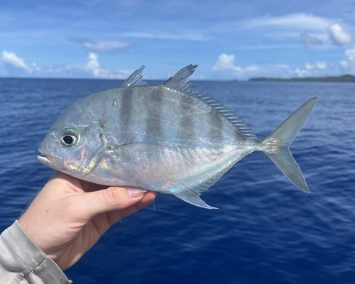 Carangoides coeruleopinnatus observed 2026-09-26