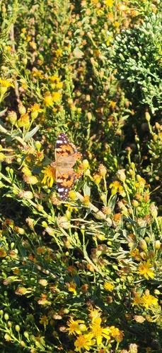 Painted Lady