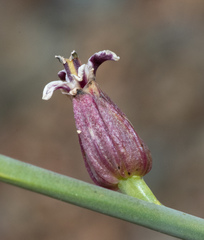 Streptanthus brachiatus