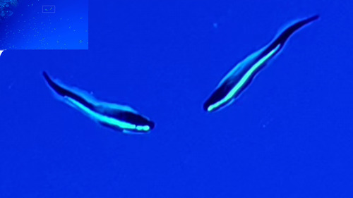 Pholidichthys observed 2026-09-28