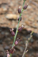 Streptanthus brachiatus