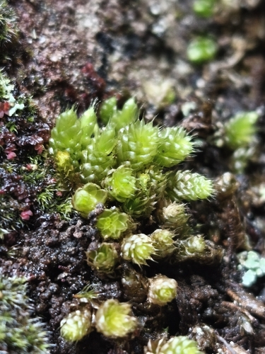 Lepyrodon lagurus observed 2026-09-28