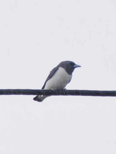 White-breasted Woodswallow