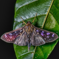 Pygospila bivittalis