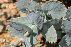 Streptanthus brachiatus