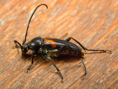 Typocerus lunulatus