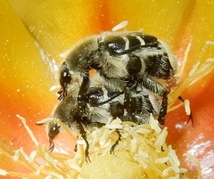 Trichiotinus texanus