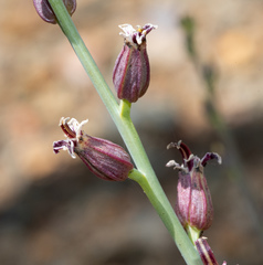Streptanthus brachiatus