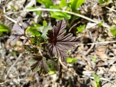 Ribes oxyacanthoides