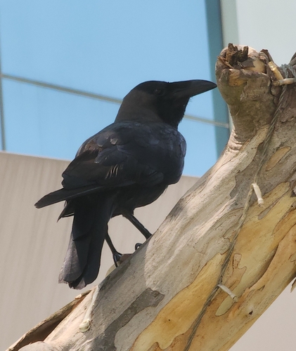 House Crow