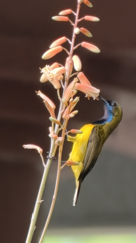 Ornate Sunbird