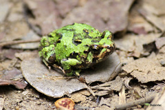 Marbled Rain Frog photo 3