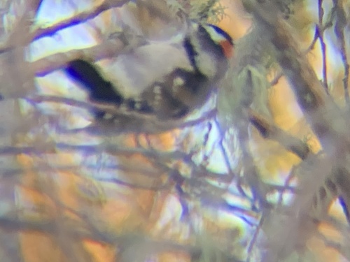 Downy Woodpecker