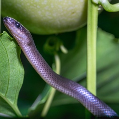 Stegonotus australis