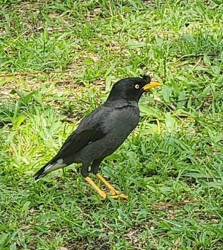 Javan Myna