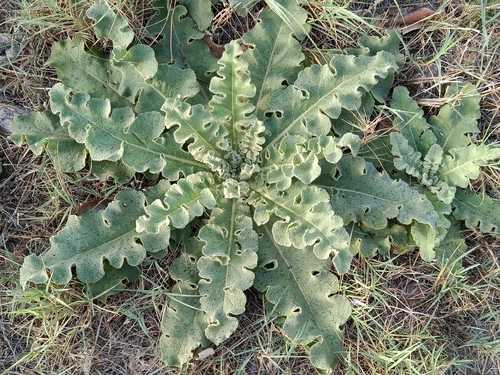 wavyleaf mullein