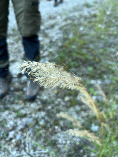 Achnatherum calamagrostis, 2026-09-27